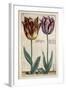 Tulipa Adriani Bilsi and Tulipa Nob Viri Johan a Seulen, from 'Hortus Floridus', Published C.1614-Crispin II de Passe-Framed Giclee Print