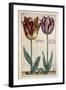 Tulipa Adriani Bilsi and Tulipa Nob Viri Johan a Seulen, from 'Hortus Floridus', Published C.1614-Crispin II de Passe-Framed Giclee Print