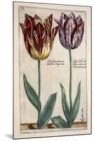 Tulipa Adriani Bilsi and Tulipa Nob Viri Johan a Seulen, from 'Hortus Floridus', Published C.1614-Crispin II de Passe-Mounted Giclee Print