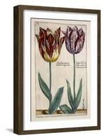 Tulipa Adriani Bilsi and Tulipa Nob Viri Johan a Seulen, from 'Hortus Floridus', Published C.1614-Crispin II de Passe-Framed Giclee Print