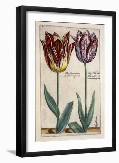 Tulipa Adriani Bilsi and Tulipa Nob Viri Johan a Seulen, from 'Hortus Floridus', Published C.1614-Crispin II de Passe-Framed Giclee Print