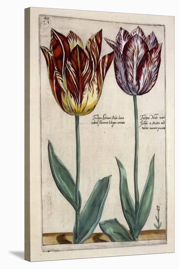 Tulipa Adriani Bilsi and Tulipa Nob Viri Johan a Seulen, from 'Hortus Floridus', Published C.1614-Crispin II de Passe-Stretched Canvas