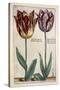 Tulipa Adriani Bilsi and Tulipa Nob Viri Johan a Seulen, from 'Hortus Floridus', Published C.1614-Crispin II de Passe-Stretched Canvas