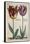 Tulipa Adriani Bilsi and Tulipa Nob Viri Johan a Seulen, from 'Hortus Floridus', Published C.1614-Crispin II de Passe-Framed Stretched Canvas