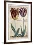 Tulipa Adriani Bilsi and Tulipa Nob Viri Johan a Seulen, from 'Hortus Floridus', Published C.1614-Crispin II de Passe-Framed Giclee Print