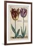 Tulipa Adriani Bilsi and Tulipa Nob Viri Johan a Seulen, from 'Hortus Floridus', Published C.1614-Crispin II de Passe-Framed Giclee Print