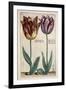 Tulipa Adriani Bilsi and Tulipa Nob Viri Johan a Seulen, from 'Hortus Floridus', Published C.1614-Crispin II de Passe-Framed Giclee Print