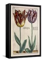 Tulipa Adriani Bilsi and Tulipa Nob Viri Johan a Seulen, from 'Hortus Floridus', Published C.1614-Crispin II de Passe-Framed Stretched Canvas