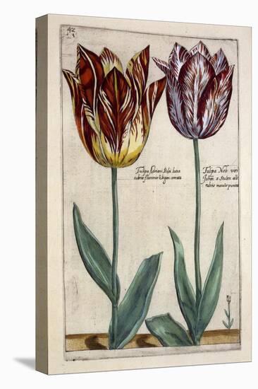Tulipa Adriani Bilsi and Tulipa Nob Viri Johan a Seulen, from 'Hortus Floridus', Published C.1614-Crispin II de Passe-Stretched Canvas