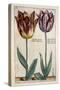 Tulipa Adriani Bilsi and Tulipa Nob Viri Johan a Seulen, from 'Hortus Floridus', Published C.1614-Crispin II de Passe-Stretched Canvas