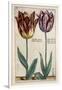 Tulipa Adriani Bilsi and Tulipa Nob Viri Johan a Seulen, from 'Hortus Floridus', Published C.1614-Crispin II de Passe-Framed Giclee Print