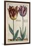 Tulipa Adriani Bilsi and Tulipa Nob Viri Johan a Seulen, from 'Hortus Floridus', Published C.1614-Crispin II de Passe-Framed Giclee Print