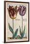 Tulipa Adriani Bilsi and Tulipa Nob Viri Johan a Seulen, from 'Hortus Floridus', Published C.1614-Crispin II de Passe-Framed Giclee Print