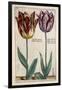 Tulipa Adriani Bilsi and Tulipa Nob Viri Johan a Seulen, from 'Hortus Floridus', Published C.1614-Crispin II de Passe-Framed Giclee Print