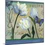 Tulipa Botanica-Fiona Stokes-Gilbert-Mounted Giclee Print