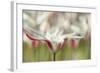 Tulipa Clusiana Cashmeriana-Cora Niele-Framed Photographic Print