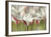 Tulipa Clusiana Cashmeriana-Cora Niele-Framed Photographic Print