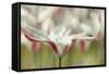 Tulipa Clusiana Cashmeriana-Cora Niele-Framed Stretched Canvas