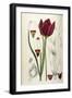 Tulipa Cypria a Deep Red Tulip-William Curtis-Framed Photographic Print