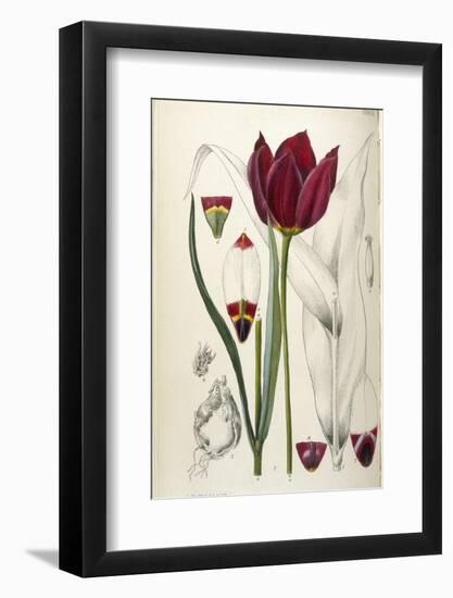 Tulipa Cypria a Deep Red Tulip-William Curtis-Framed Photographic Print