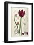 Tulipa Cypria a Deep Red Tulip-William Curtis-Framed Photographic Print