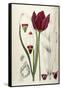 Tulipa Cypria a Deep Red Tulip-William Curtis-Framed Stretched Canvas