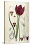 Tulipa Cypria a Deep Red Tulip-William Curtis-Stretched Canvas