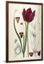 Tulipa Cypria a Deep Red Tulip-William Curtis-Framed Photographic Print