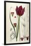 Tulipa Cypria a Deep Red Tulip-William Curtis-Framed Photographic Print