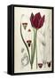 Tulipa Cypria a Deep Red Tulip-William Curtis-Framed Stretched Canvas