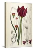 Tulipa Cypria a Deep Red Tulip-William Curtis-Stretched Canvas