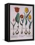 Tulipa, Engraving-Basilius Besler-Framed Stretched Canvas