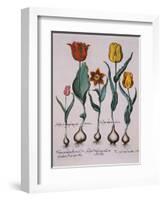 Tulipa, Engraving-Basilius Besler-Framed Giclee Print