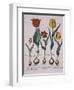 Tulipa, Engraving-Basilius Besler-Framed Giclee Print