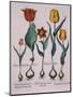 Tulipa, Engraving-Basilius Besler-Mounted Giclee Print