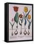 Tulipa, Engraving-Basilius Besler-Framed Stretched Canvas