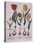 Tulipa, Engraving-Basilius Besler-Stretched Canvas