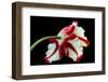 Tulipa flaming parrot-Lotte Grønkjær-Framed Photographic Print