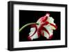 Tulipa flaming parrot-Lotte Grønkjær-Framed Photographic Print