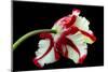 Tulipa flaming parrot-Lotte Grønkjær-Mounted Photographic Print