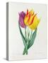 Tulipa Gesneriana (Coloured Engraving)-Pierre-Joseph Redouté-Stretched Canvas