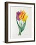 Tulipa Gesneriana (Coloured Engraving)-Pierre-Joseph Redouté-Framed Giclee Print