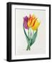 Tulipa Gesneriana (Coloured Engraving)-Pierre-Joseph Redouté-Framed Giclee Print