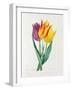 Tulipa Gesneriana (Coloured Engraving)-Pierre-Joseph Redouté-Framed Giclee Print