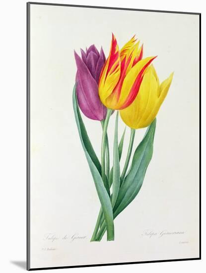 Tulipa Gesneriana (Coloured Engraving)-Pierre-Joseph Redouté-Mounted Giclee Print