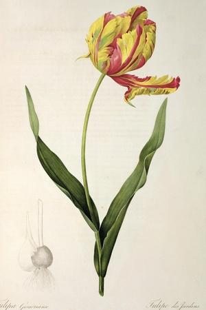 https://imgc.allpostersimages.com/img/posters/tulipa-gesneriana-dracontia-from-les-liliacees-1816_u-L-Q1HFC4D0.jpg?artPerspective=n