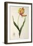 Tulipa Gesneriana Dracontia, from Les Liliacees, 1816-Pierre-Joseph Redouté-Framed Giclee Print