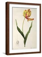 Tulipa Gesneriana Dracontia, from Les Liliacees, 1816-Pierre-Joseph Redouté-Framed Giclee Print