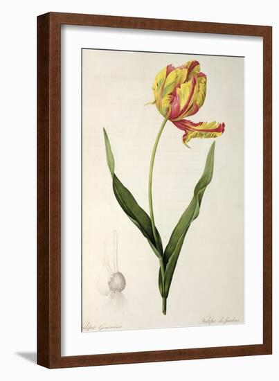 Tulipa Gesneriana Dracontia, from Les Liliacees, 1816-Pierre-Joseph Redouté-Framed Giclee Print