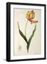 Tulipa Gesneriana Dracontia, from Les Liliacees, 1816-Pierre-Joseph Redouté-Framed Giclee Print